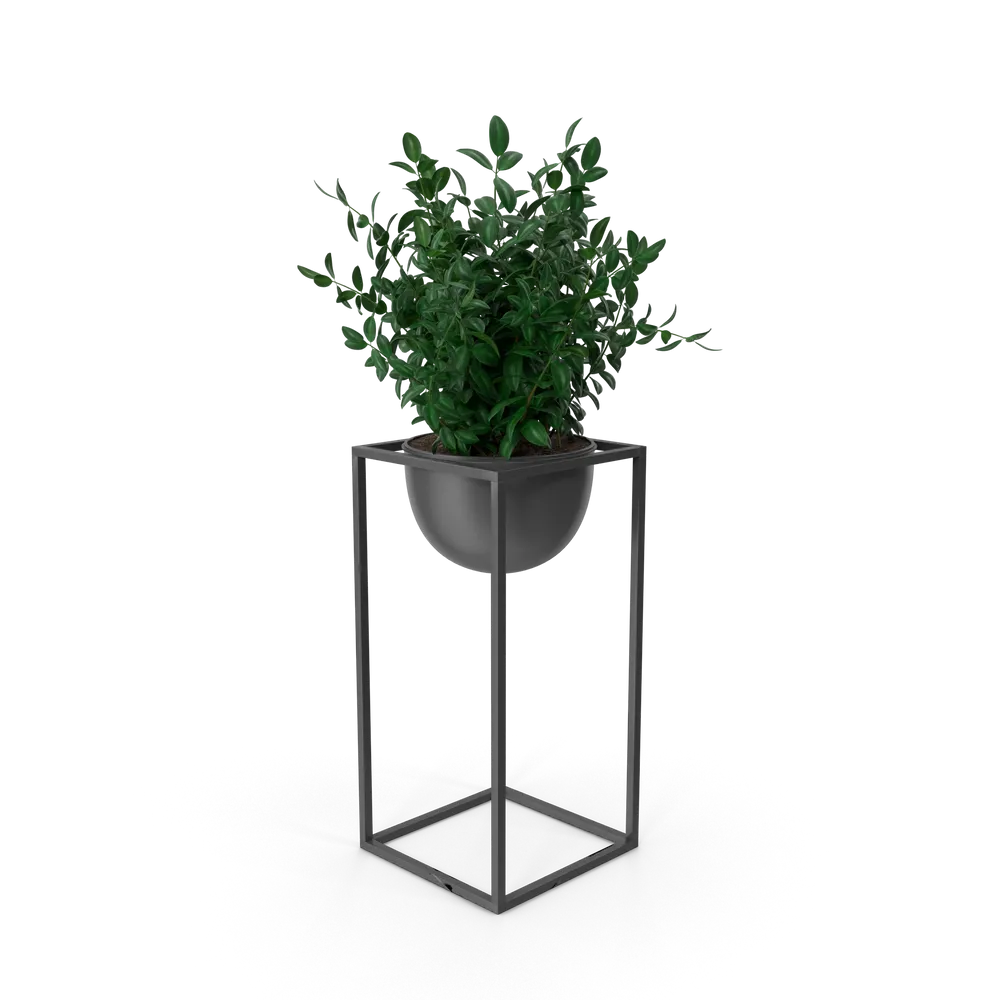 House Showpiece Plant — imagem 2
