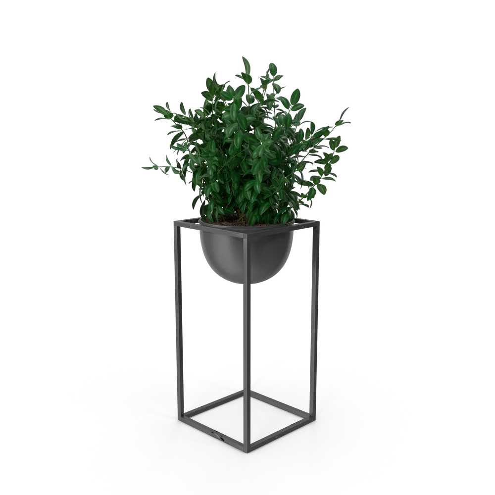 House Showpiece Plant — imagem 3