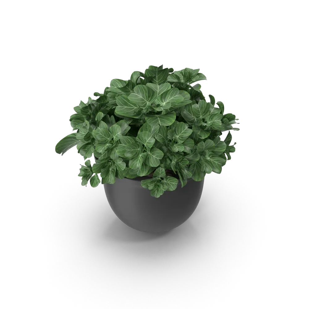 Plant Pot — imagem 3